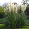 Eden Brothers Grass Seeds - Pampas Plume White