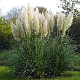 Eden Brothers Grass Seeds - Pampas Plume White