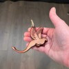 HipFlaskPlus Pheasant - Cedar Ornament