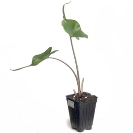 Stingray Elephant Ear Live Plant - Alocasia