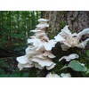 Mushroom Man LLC, White Oyster Mushroom Mycelium Plug Spawn -