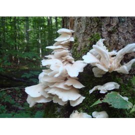 Mushroom Man LLC, White Oyster Mushroom Mycelium Plug Spawn - 100 Count