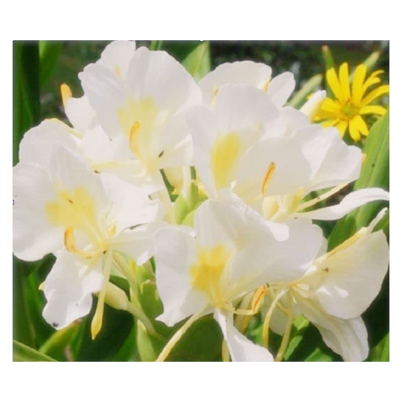 Ginger Plant Roots, Red, White, and Blue, 3 Pack, 2-4