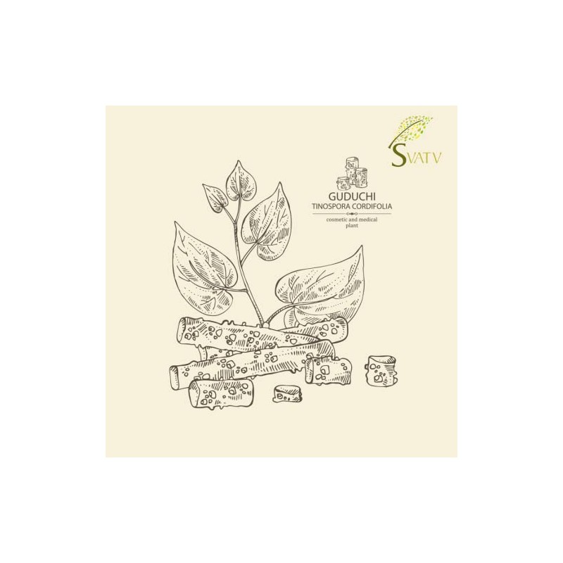 SVATV Giloy Powder | Guduchi | Tinospora cordifolia Stem Powder