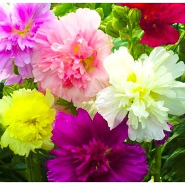 Seeds Multicolor Double Hollyhock Seed Mix Multicolor 30+ Seeds Stock Rose in Assorted Colors Climbing Roses Perennial Flower Tall Flower Mix for Garden
