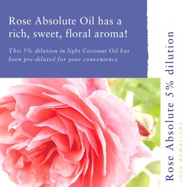 Absolute Aromas Absolute Aromas Rose Absolute 5% Dilution 10ml - Pure Rose Oil Diluted to 5% in Coconut Oil - 100% Natural, Vegan and Cruelty-Free - A Natural Aphrodisiac and Perfume