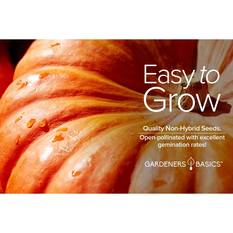 Pumpkin Seeds for Planting (Big Max) Heirloom, Non-GMO Vegetable Variety-