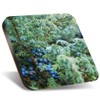 1 x Square Jumbo Size Coaster 12cm Frosted Juniper Tree