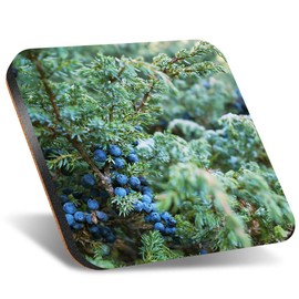 1 x Square Jumbo Size Coaster 12cm Frosted Juniper Tree Berries Nature Winter Cork Backed MDF Glossy Tea Coffee Accessory #50952