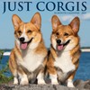 Willow Creek Press Corgis Monthly 2025 Wall Calendar (12" x