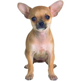 Chihuahua Greeting Card