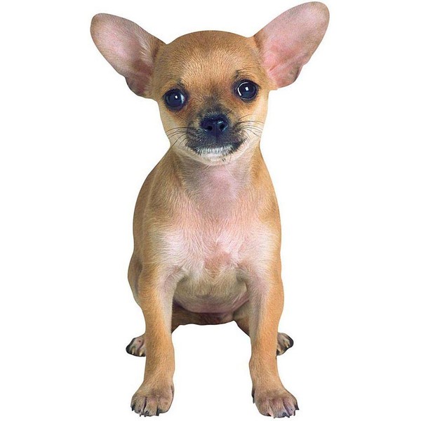 Chihuahua Greeting Card