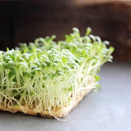 Parris Island Romaine Lettuce Seeds | 1500+, Non-GMO, USA Grown