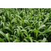 Sorghum Sudangrass Sugar Grazer II Seed (25 Lbs.)