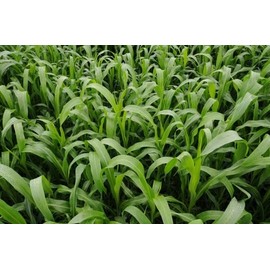 Sorghum Sudangrass Sugar Grazer II Seed (25 Lbs.)