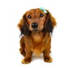 Girlie Glue, Gentle Hair, Skin Adhesive for Babies & Pets,