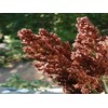 Link Sweet Sugar Drip Sorghum Seeds - 800-1000 seeds