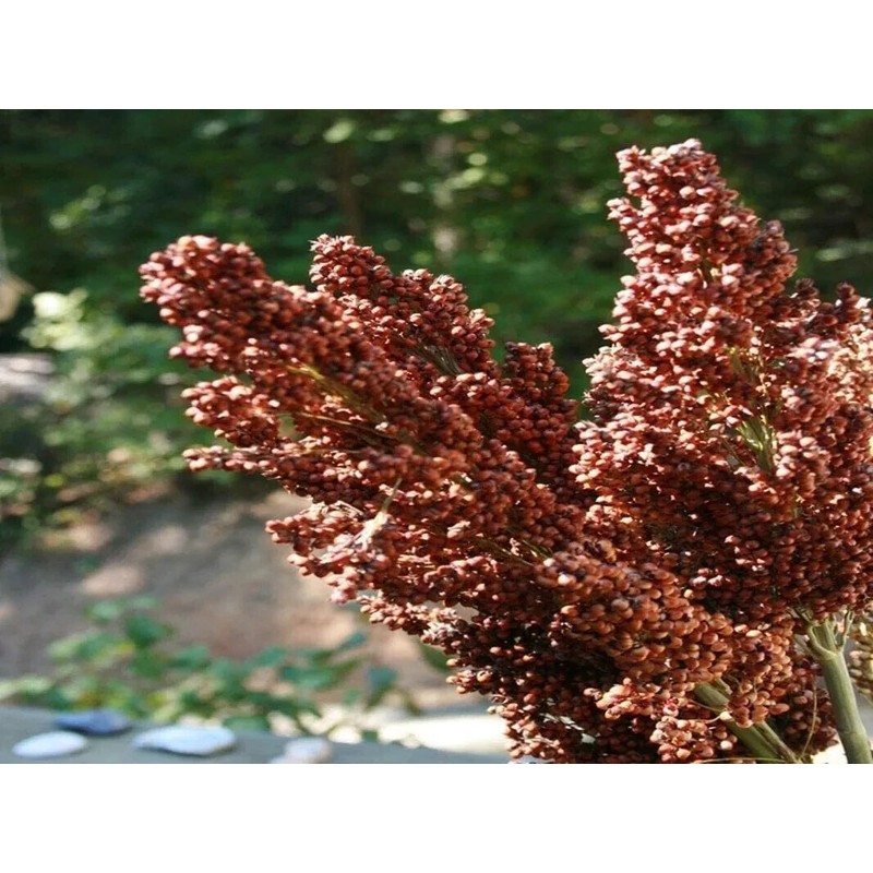 Link Sweet Sugar Drip Sorghum Seeds - 800-1000 seeds