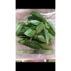 Fresh one pound Aprox. Fresh Eucalyptus leaves 16 onz Free