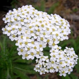 ACHILLEA millefolium occidentali (Western Yarrow) Flower Seeds, Drought-Tolerant, Easy to Grow, Seeds by MySeeds.Co, You Choose The Amount (1 oz)