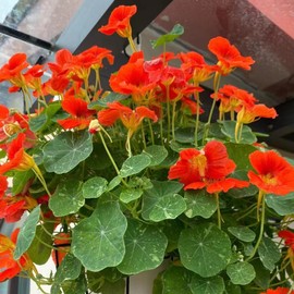 Nasturtium Seeds for Planting, Pak of 360 Nasturtium Flower Seeds for Planting