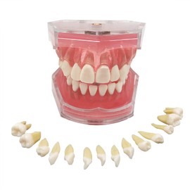 YOUYA - Demostración dental estándar, modelo de dientes dentales, herramienta de estudio, encías suaves, modo dental con 28 dientes extraíbles
