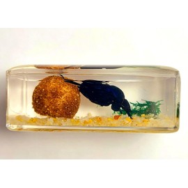 44mm Real Dung Beetle w/Ball in Crystal Clear Lucite Resin Garden Scenery Diorama Decor Specimen Preserved Insect Taxidermy Crafts Collection for Biology Science Education Display