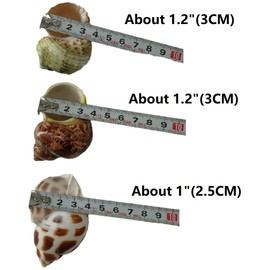 3 PCS Hermit Crab Shells 2~2.7Inch Natural Hermit Crab Shells Opening Size 1~1.3Inch Hermit Crab Supplies