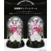 Art Four Seasons Phalaenopsis Denfare Dome Versus Design SET Pink