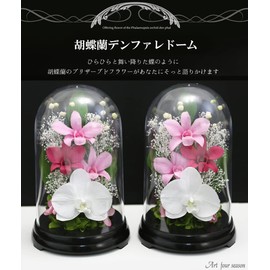 Art Four Seasons Phalaenopsis Denfare Dome Versus Design SET Pink Preserved Flowers