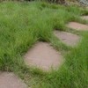 Outsidepride Short Native Grass Seed Mix of Blue Grama, Buffalo,