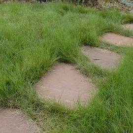 Outsidepride Short Native Grass Seed Mix of Blue Grama, Buffalo, and Sideoats Grama - 1 LB