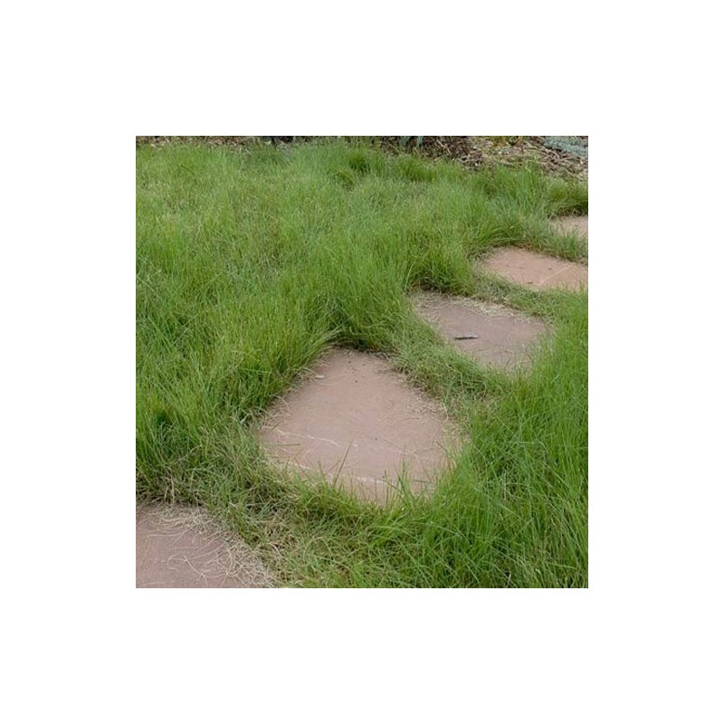 Outsidepride Short Native Grass Seed Mix of Blue Grama, Buffalo,