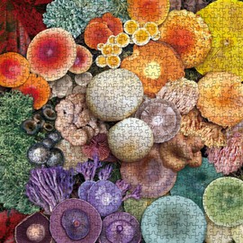 Mushroom Puzzle 1000 Piece Puzzle for Adults, Colorful Mushroom Jigsaw Puzzles, Shrooms in Bloom Toadstool Nature Wildlife Puzzle Rainbow Fungi Puzzles