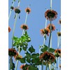 J&L Gardens Lion's Tail - striking ornamental flower with medicinal value