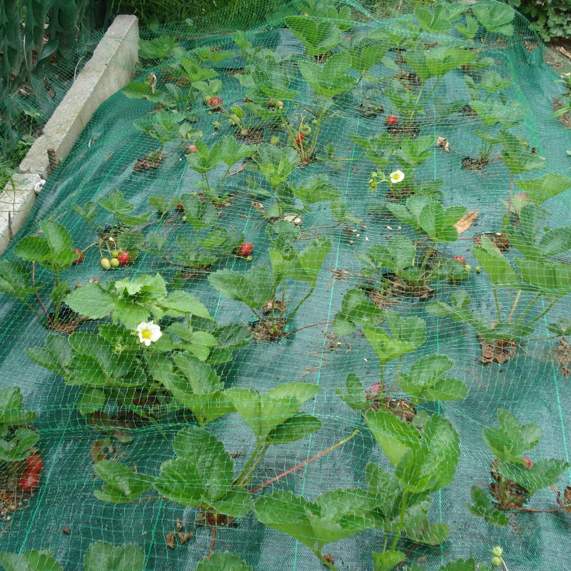 Tenax 55032348 Ortoflex Square Woven Bird Net – Green