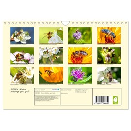 Bees - Small Beneficial Insects Very Large (Wall Calendar 2026 DIN A4 Landscape), CALVENDO Monthly Calendar