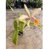 Orchids Cattleya Fulvescens ( c forbesii X dowiana v aurea)