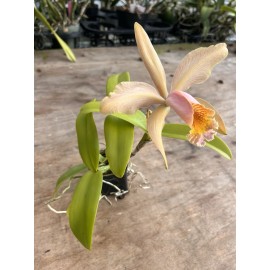 Orchids Cattleya Fulvescens ( c forbesii  X dowiana v aurea) 2” Pot