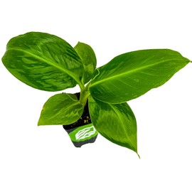 Truly Tiny Banana Live Plant - Musa 'Truly Tiny' by Wellspring Gardens - Petite Beauty, Edible Bananas, Red Variegation, Outdoor Banana Tree, Homegrown Edible Bananas - Starter Plant