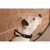 Starmark Pro-Training - Collar para Perro (tamaño Grande)