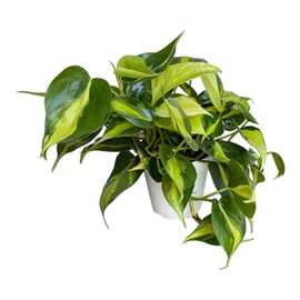 Hopewind Plnats Shop - Philodendron hederaceum Brasil, Rare Variety, Live Indoor Plant, 4 inch Pot