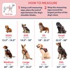 Service Dog in Training Vest with Hook and Loop Straps