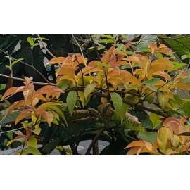 Rare Tropical Fruiting Cacti Barbados gooseberry - Pereskia aculeata cactus - 8 Cuttings - Easy To Root!