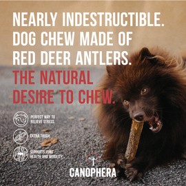 Canophera Premium Red Deer Antlers: Natural, Long-Lasting Chews for Dogs - Sourced Ethically, 100% Natural - Perfect for Aggressive Chewers Xtra Large