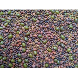 Salad Mix Sprouting Seeds for Sprouts and Microgreens. Non-GMO. Pack of 10 premeasured Seeds for 32oz Jars and 8 inch Trays. Our Proprietary Salad Mix Includes: Broccoli, Alfalfa, Radish, Mung Beans