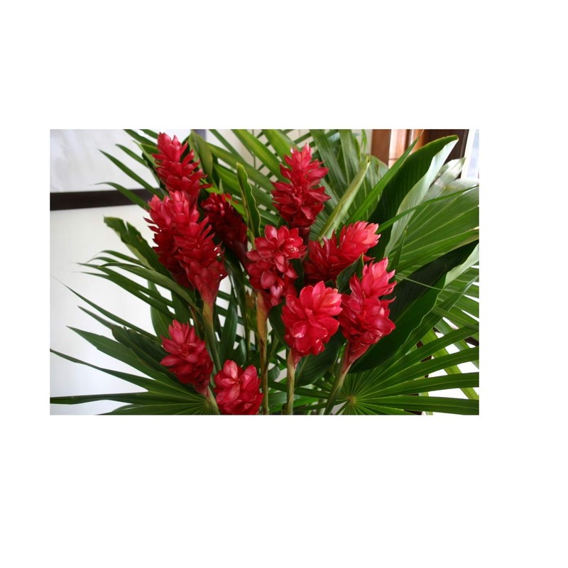 Hawaiian RED Ginger Plant 2" Pot ~ Grow Hawaii