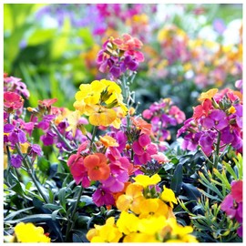 300+ Seed English WallFlower Mix Flower Seeds for Planting Outdoors Fragrant Non-GMO Heirloom