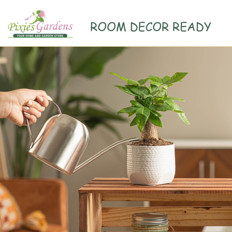 Hosta 'Guacamole' Plantain Lily 2 Gallon