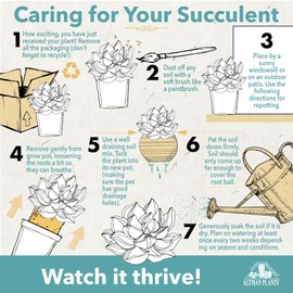 Altman Plants Live Snake Plant (Superba), Approx. 13" Tall, Virtually Indestructible, Easy Succulent Houseplant, 4 in Pot